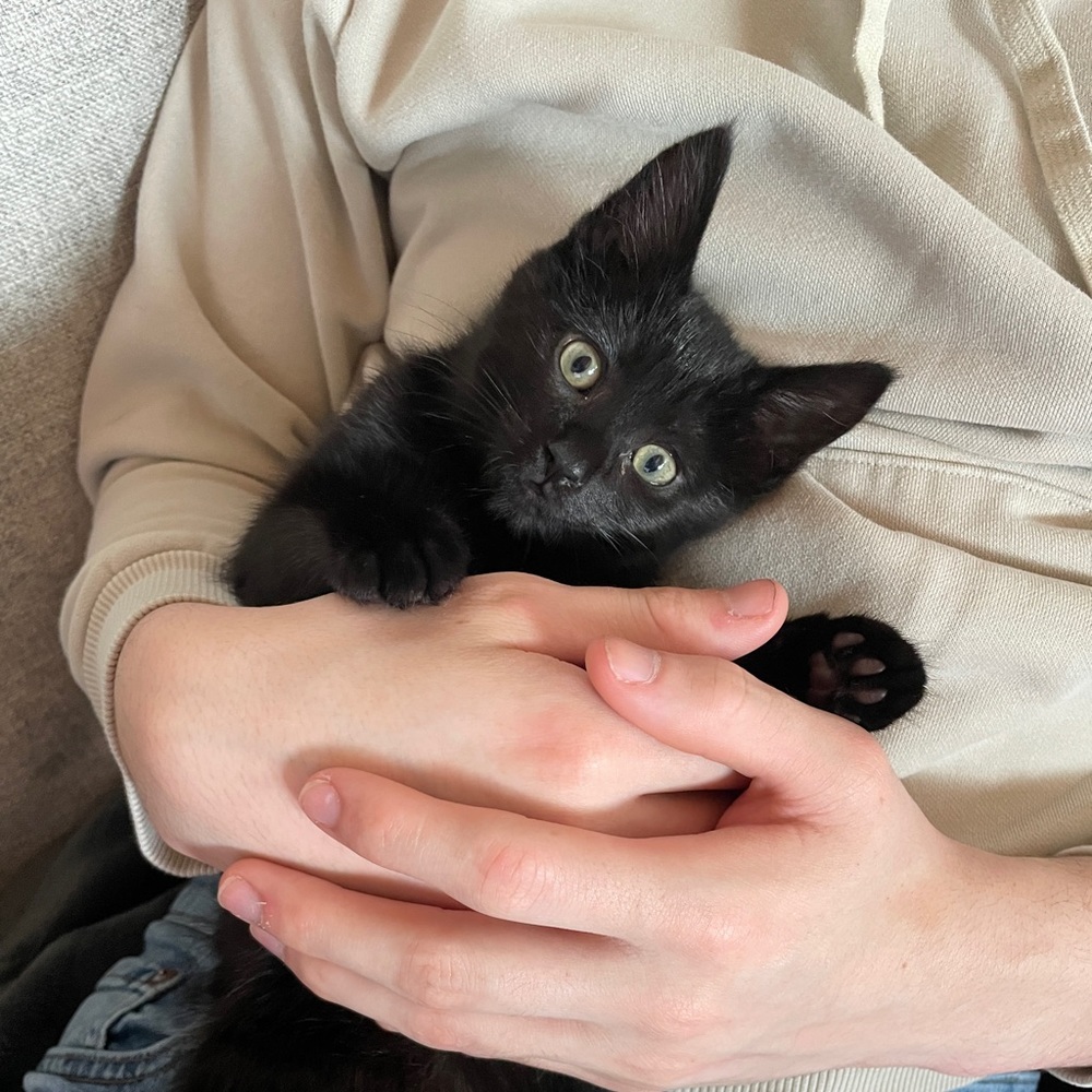 Meet your Posher, Kylie
